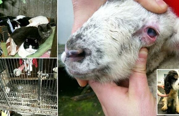 Illegal breeder who kept 35 dogs in squalid conditions is jailed