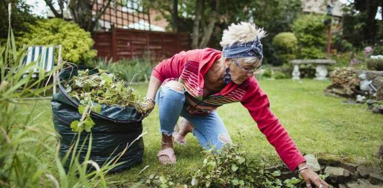 I’m a gardening expert – five easy ways to banish weeds quickly and for good | The Sun