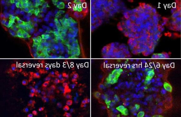 Incredible scans reveal how new drugs reverse deadliest cancer for first time | The Sun
