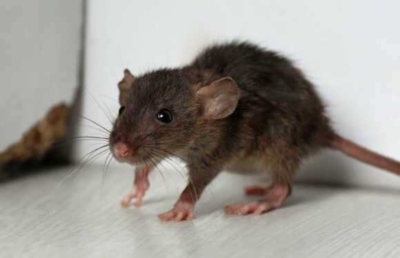 It's getting cold outside so rats will want to come into your home – but my cheap hack will keep them out | The Sun