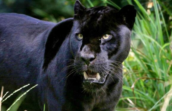 I've investigated big cats terrorising UK for 20 years – here's proof they ARE on the loose and which towns are at risk | The Sun