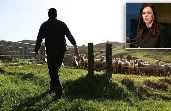 Jacinda Ardern's government proposes taxing cow burps