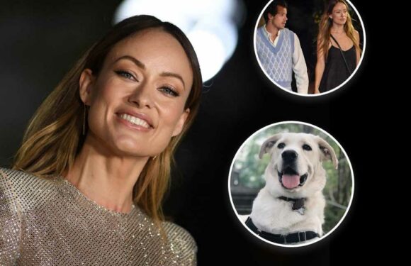 LA dog rescue clarifies what happened to Olivia Wilde’s Golden Retriever