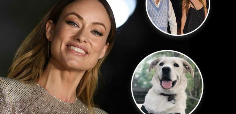 LA dog rescue clarifies what happened to Olivia Wilde’s Golden Retriever