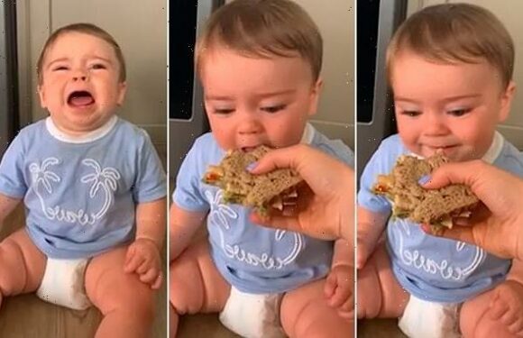 Moment gummy one year old wants bite of mom's sandwich
