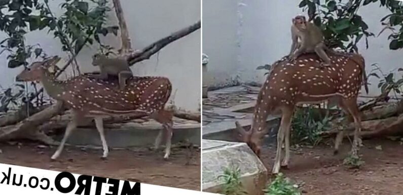 Monkey hitches a ride on the back of a deer