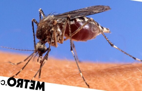 Mosquitoes bite some people more than others based on their smell