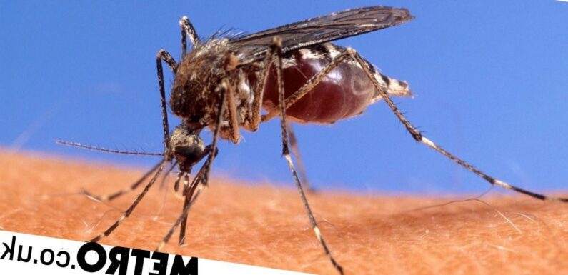 Mosquitoes bite some people more than others based on their smell