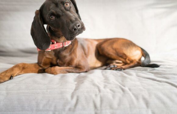 ‘My dog bites fella’s bum every time we have sex and he’s struggling to perform’