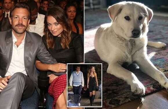 Olivia Wilde and Jason Sudeikis' DOG WALKER speaks out