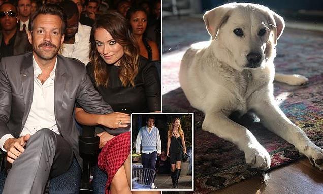 Olivia Wilde and Jason Sudeikis' DOG WALKER speaks out
