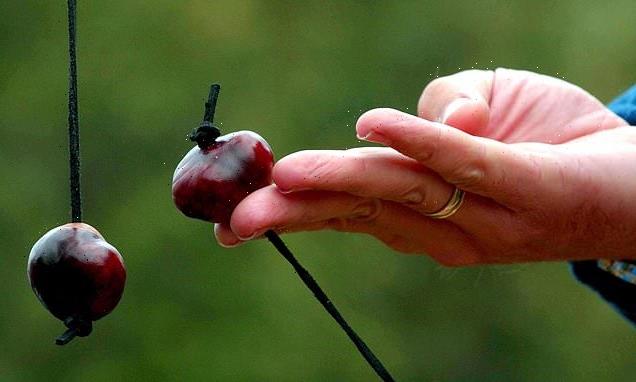 Our conkers have gone soft: Weakest chestnuts in 57 years