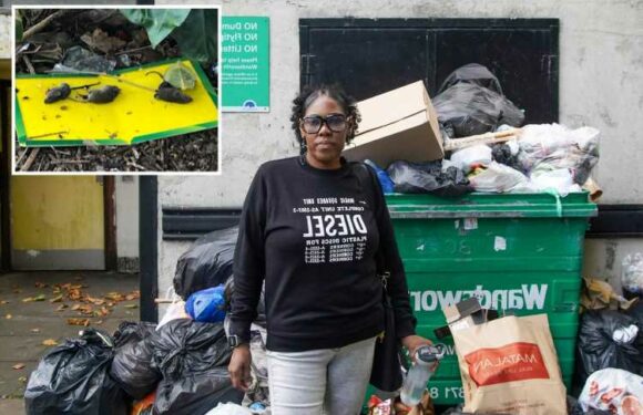 Our estate is riddled with rats, maggots & cockroaches that feast on 3m high piles of rubbish – the council do nothing | The Sun