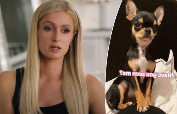 Paris Hilton Provides Update On Missing Dog: Says Multiple 'Pet Mediums' Claim 'She Is Alive'