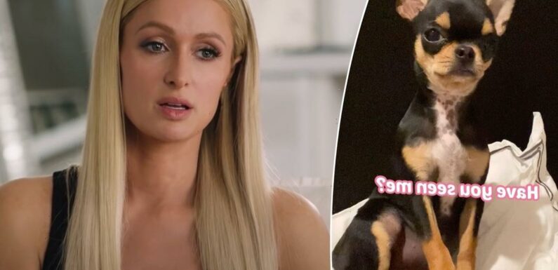 Paris Hilton Provides Update On Missing Dog: Says Multiple 'Pet Mediums' Claim 'She Is Alive'