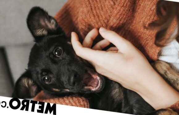 People pick dogs based on their own personality traits, finds study