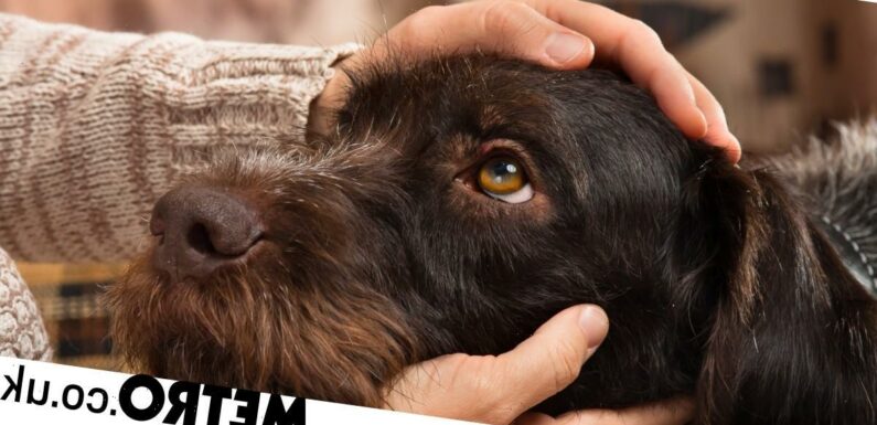 Petting dogs makes people 'more sociable' and science just proved it