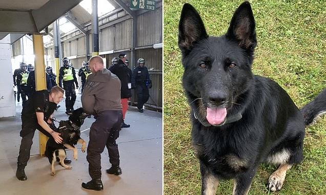 Police dog tracks drink-driving suspect from crash to front door