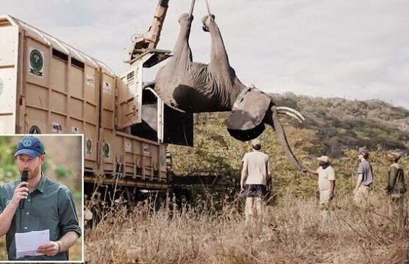 Prince Harry's wildlife charity under fire after elephants kill three