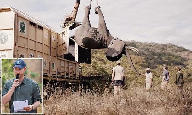 Prince Harry's wildlife charity under fire after elephants kill three