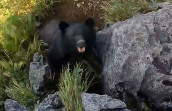 Rock Climber Fights Bear on Mountain, Wild Video