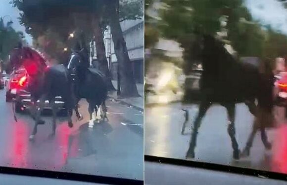 Runaway horses filmed in heavy London traffic