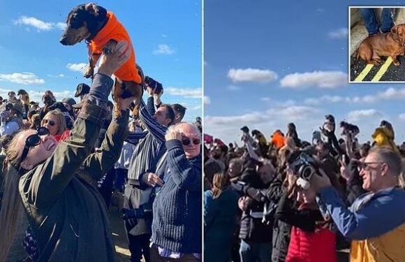 Sausage party! Dachshunds have a doggy RAVE on a beach in Southwold