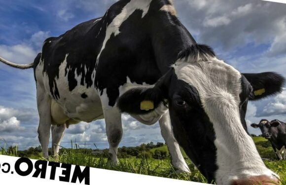 Scientists feed cows 'Kowbucha' probiotic to suppress burps and save the world
