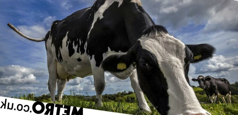 Scientists feed cows 'Kowbucha' probiotic to suppress burps and save the world