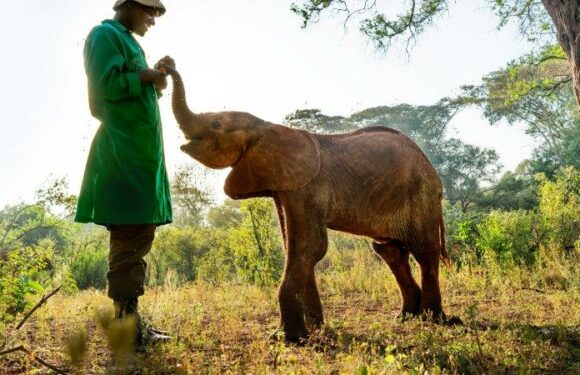 Scientists reveal why African elephants’ faces are so expressive