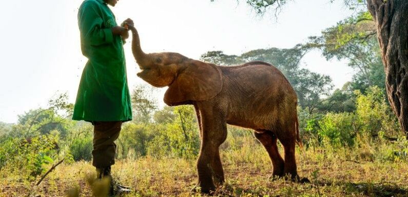 Scientists reveal why African elephants’ faces are so expressive