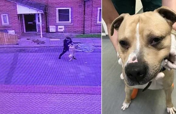 Sick footage shows the moment a violent thug attacked his own dog