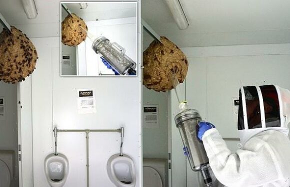 Terrifying photos show huge Asian hornet nest found in toilet