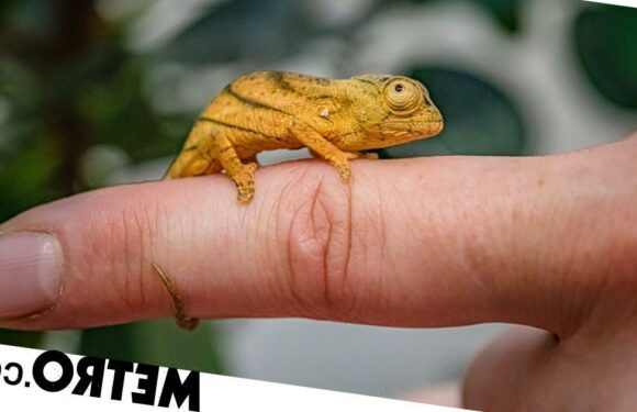These rare chameleons finally hatched after 569 days of 'meticulous' incubation