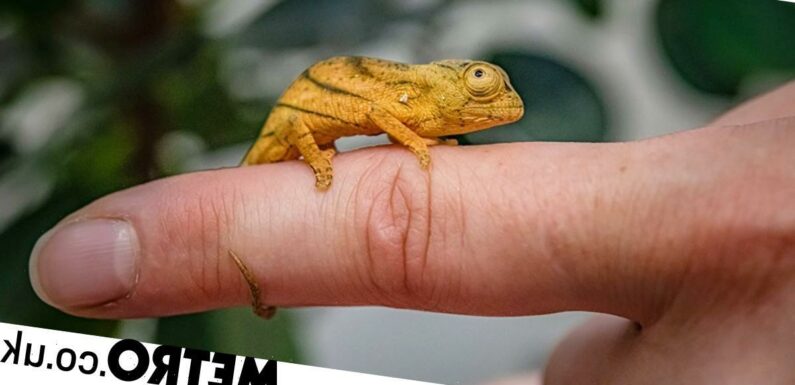 These rare chameleons finally hatched after 569 days of 'meticulous' incubation