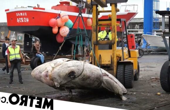 This gigantic fish weighs more than a car and had to be moved with a forklift