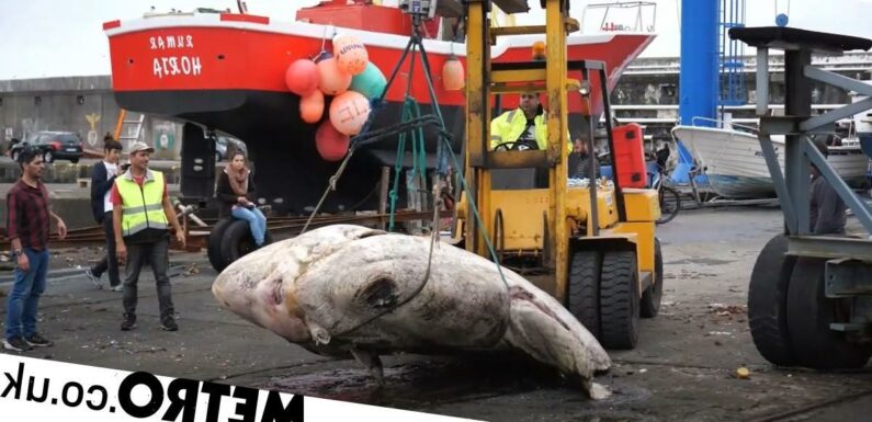 This gigantic fish weighs more than a car and had to be moved with a forklift