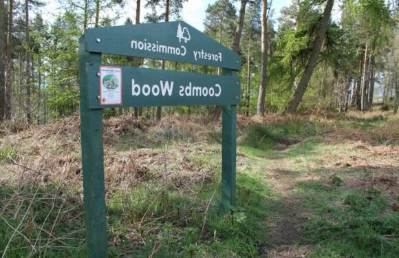 Two men arrested after teenage boy 'kidnapped and raped' in the woods in vile attack | The Sun