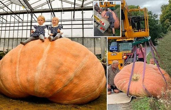 UK's biggest pumpkin causes traffic chaos after toppling off trailer