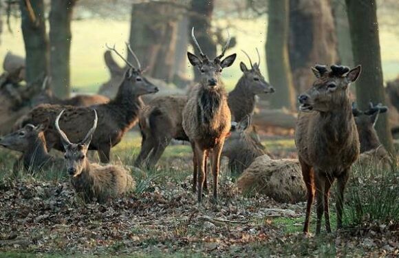 Vegan activists slam NHS serving patients venison from culled deer