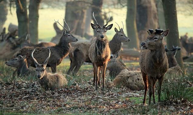 Vegan activists slam NHS serving patients venison from culled deer
