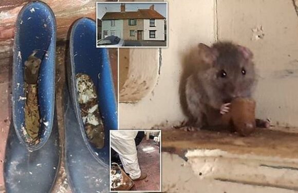 Vegan woman, 73, who refused to deal with mice at Essex home is fined