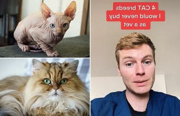 Vet reveals four cat breeds he would NEVER buy