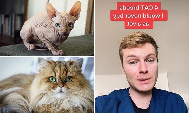 Vet reveals four cat breeds he would NEVER buy