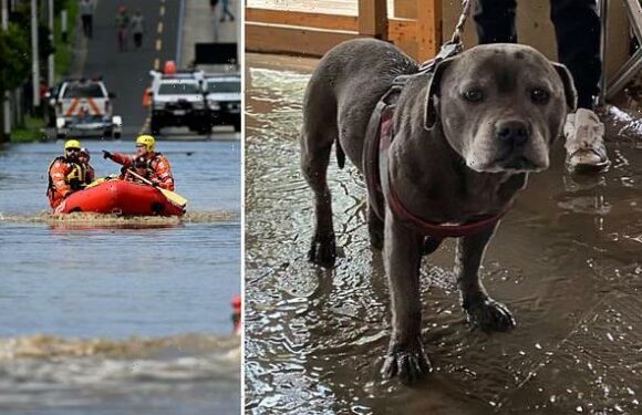 Victoria floods: Missy the staffy survives rising Maribyrnong flood