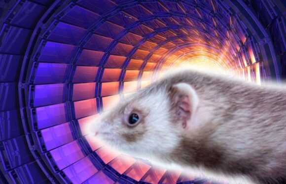 Weasel broke Hadron Collider and sent Earth to alternate reality, theory claims