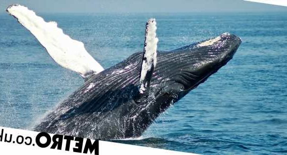 Whale penis mistaken for mysterious 'sea creature' on TikTok