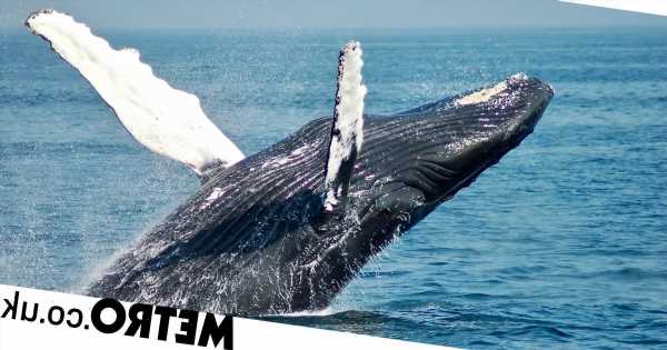 Whale penis mistaken for mysterious 'sea creature' on TikTok