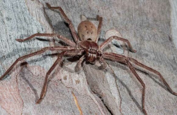 What are Huntsman spiders and are they dangerous to humans? – The Sun | The Sun