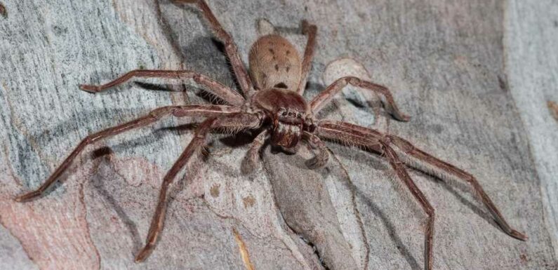 What are Huntsman spiders and are they dangerous to humans? – The Sun | The Sun